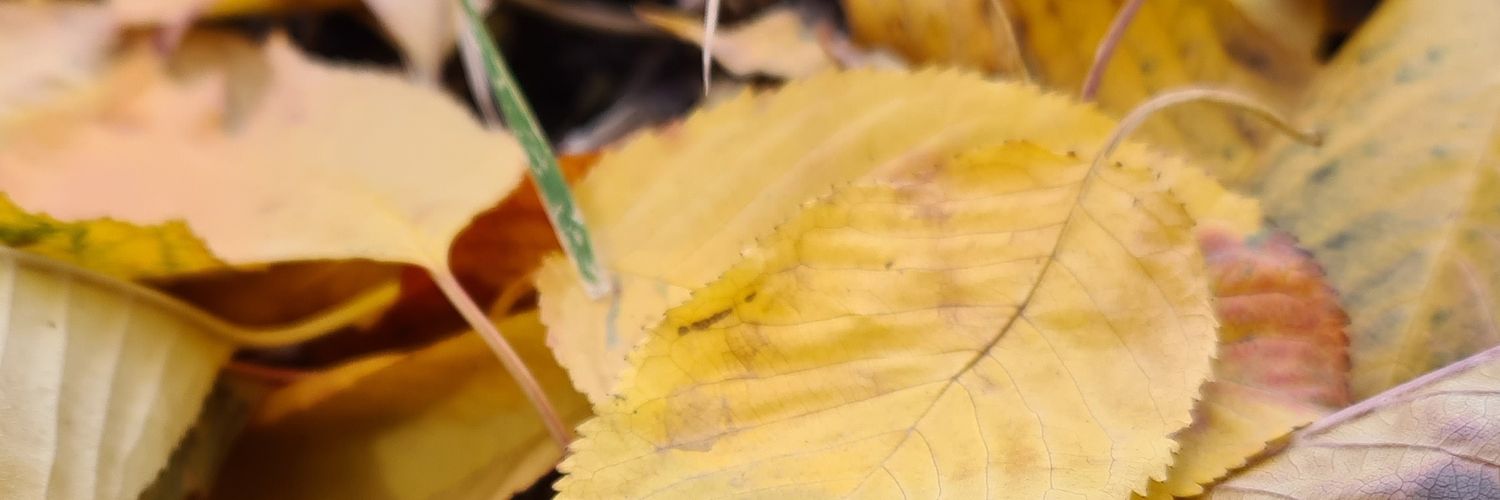 hebridi's profile banner image