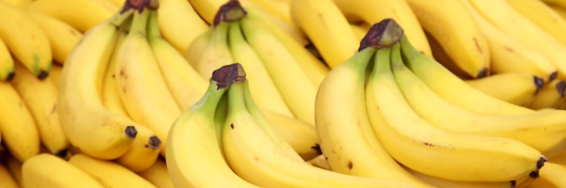 원숭이 아카이브 banner