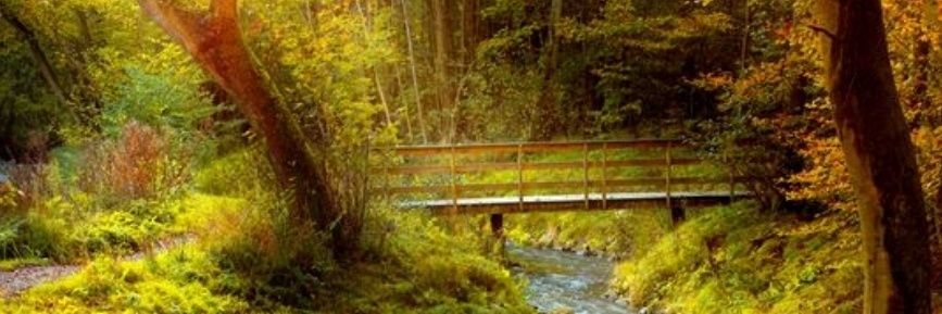 Milorad Ristić banner