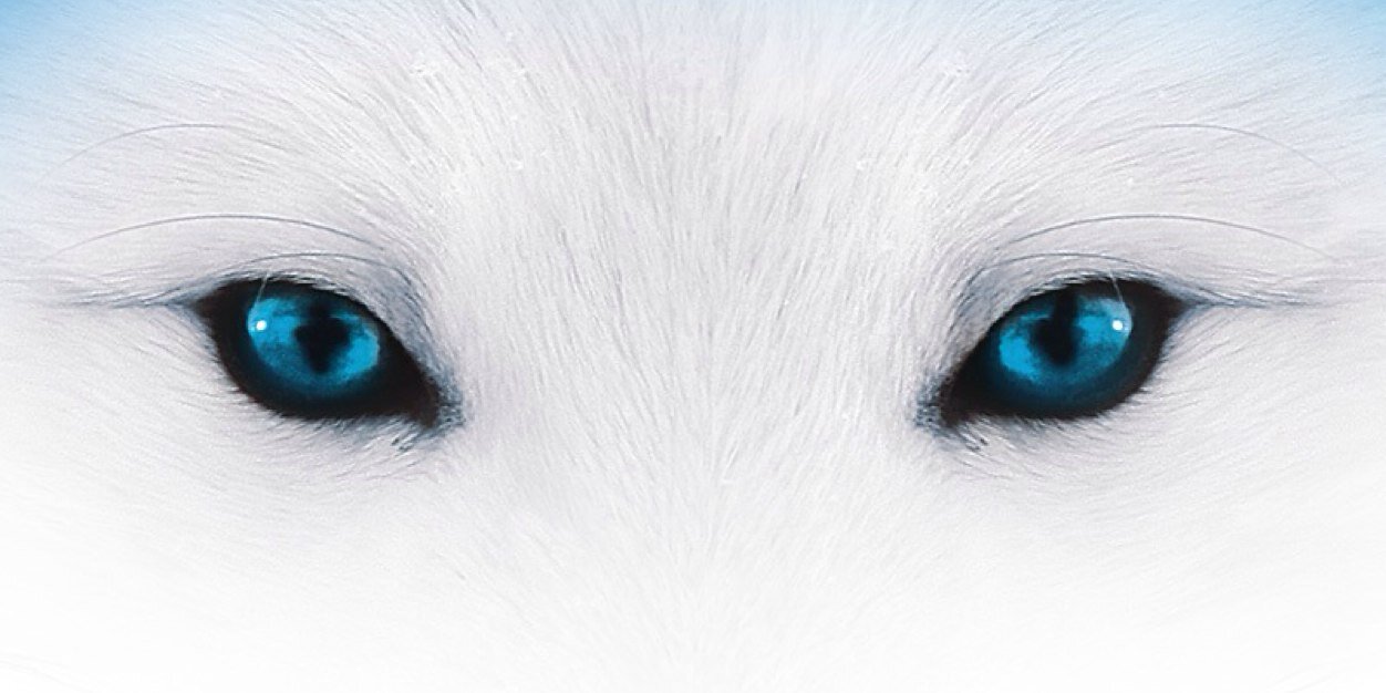 Snowfox Vodka banner
