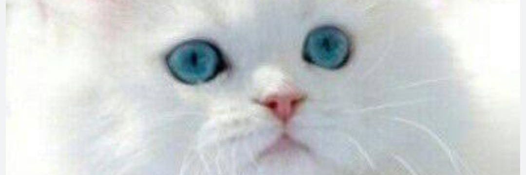 E2v1e5's profile banner image