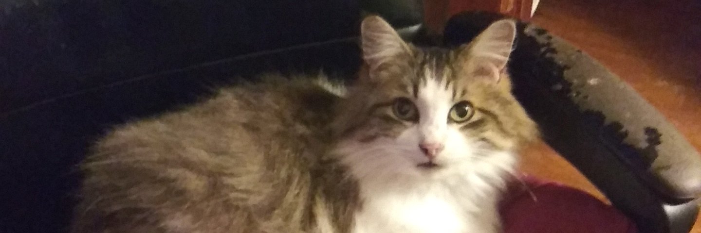 BuckKidder's profile banner image