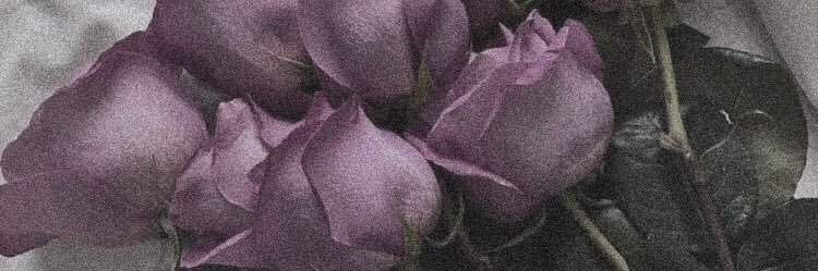 Silvrcn's profile banner image