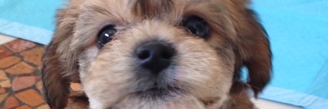 saasaasssn's profile banner image