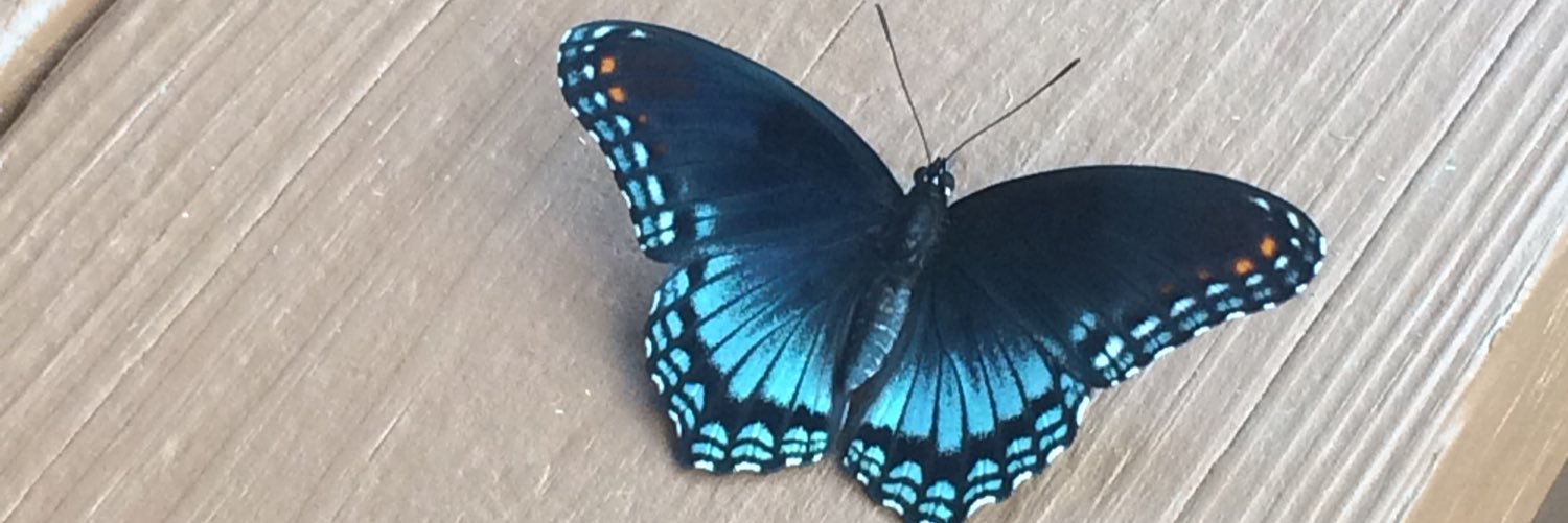 mollykcollier's profile banner image
