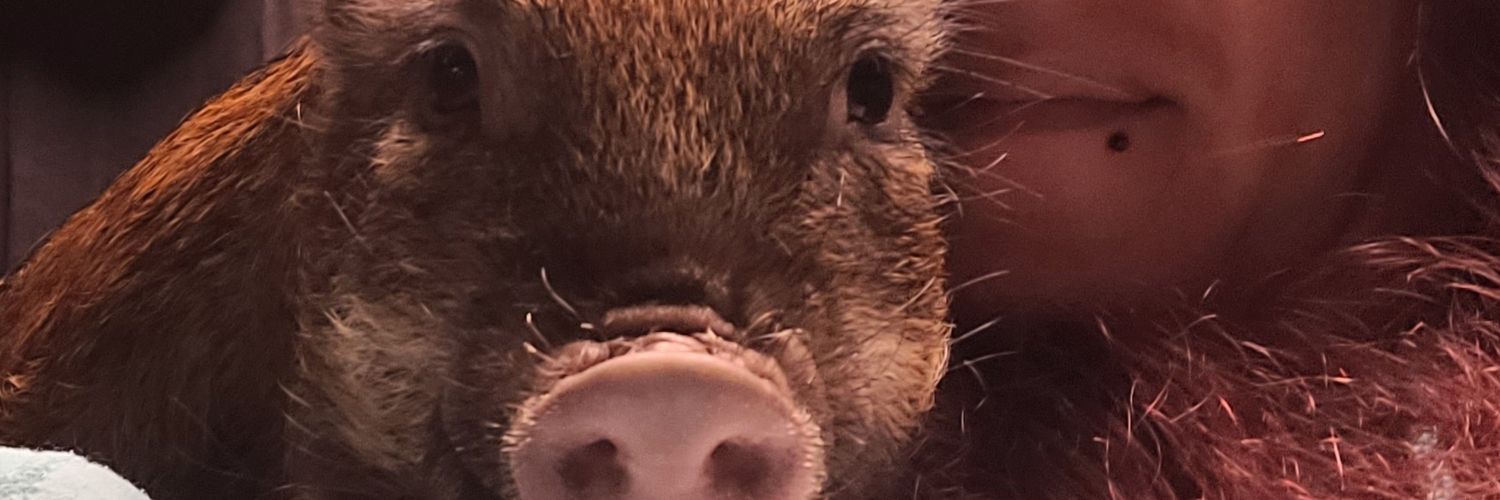 deegugliuzza's profile banner image