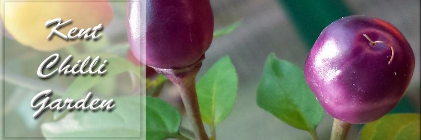 Kent_Chillies's profile banner image
