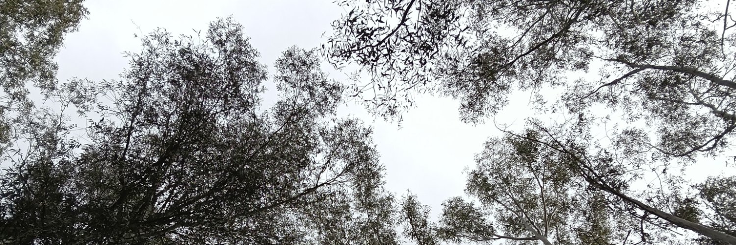 NoellaLucero's profile banner image