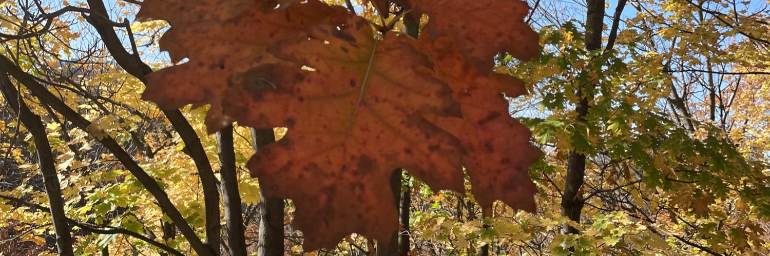 Suewilli's profile banner image