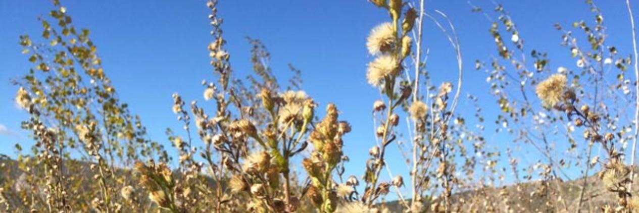 Esther Macías banner