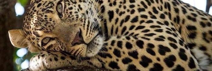 VirManzanelli's profile banner image