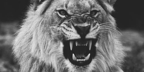 hamidross's profile banner image