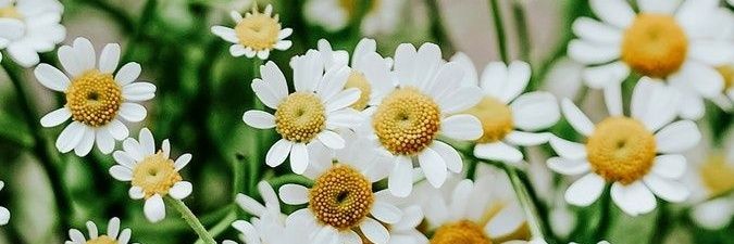 lucy dixon🍉 banner