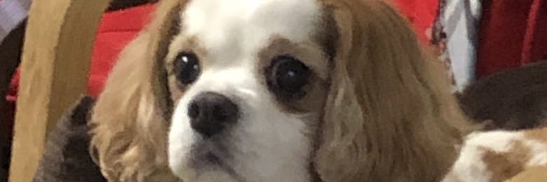 Kyo banner