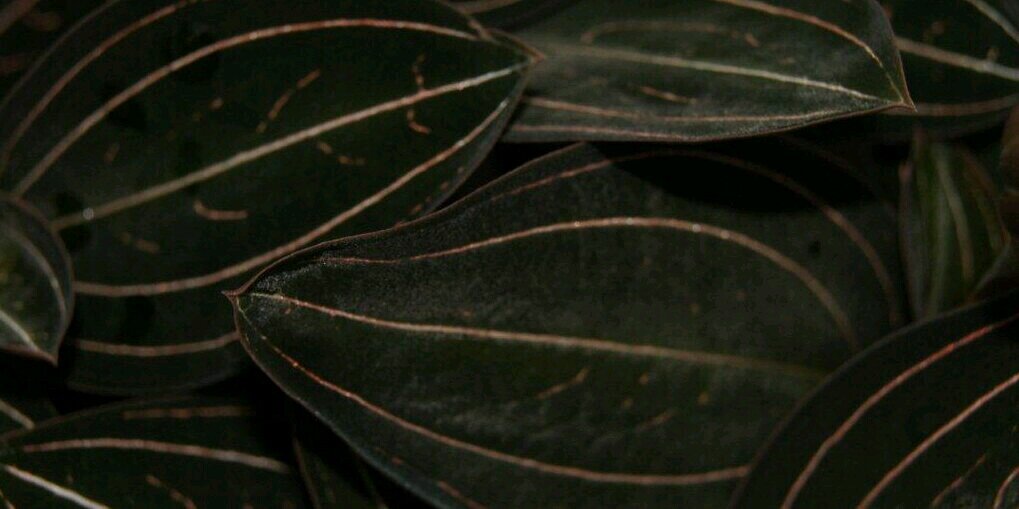 Hans_Struik's profile banner image