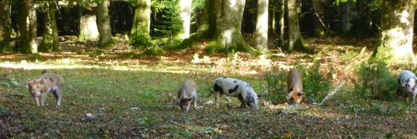 alisonday3 Profile Banner