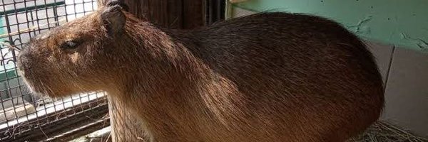 CapibaraBo Profile Banner