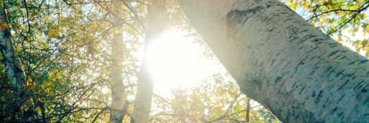 annamariedeck's profile banner image