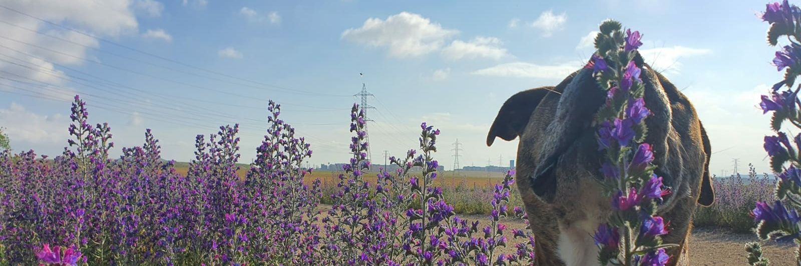 EstherMunilla's profile banner image