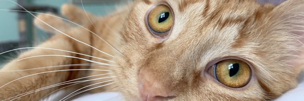 jacilyque Profile Banner