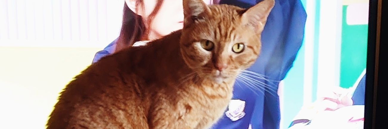 😸ＭＩＬＫ😸 banner