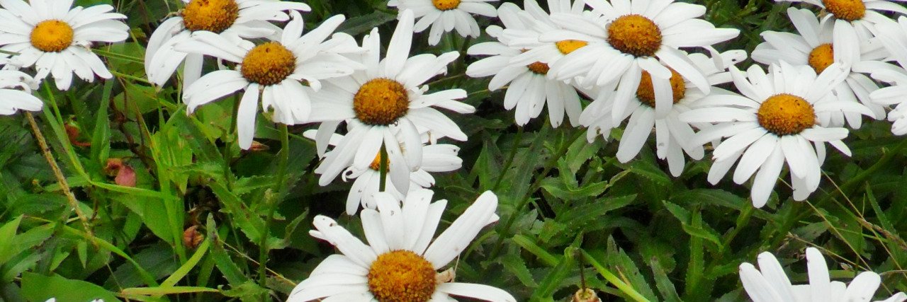 alinekonell's profile banner image