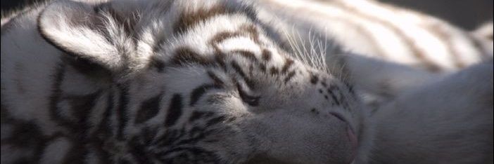 grrr_horang's profile banner image