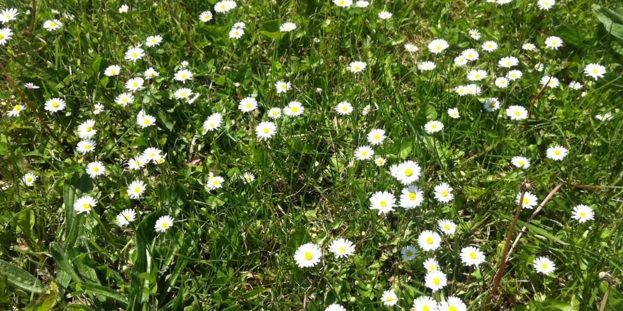 Daisy D banner