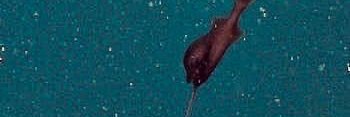 0xAnixk's profile banner image