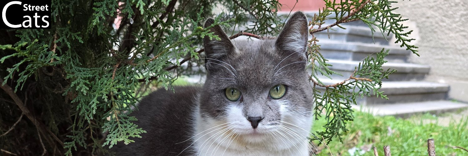 DStreetCats's profile banner image