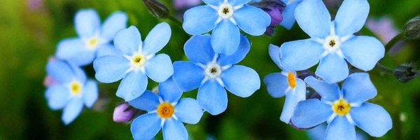 alzsocww Profile Banner