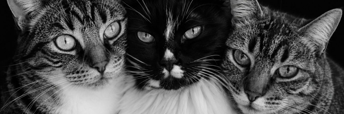 _kdbs_bn's profile banner image