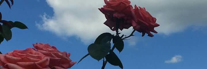 salam1111013's profile banner image