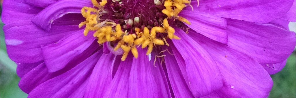 juliagarnich's profile banner image