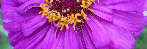 juliagarnich Profile Banner