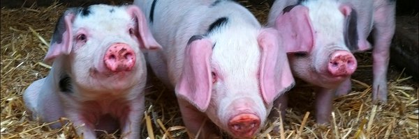 MillyFyfe Profile Banner