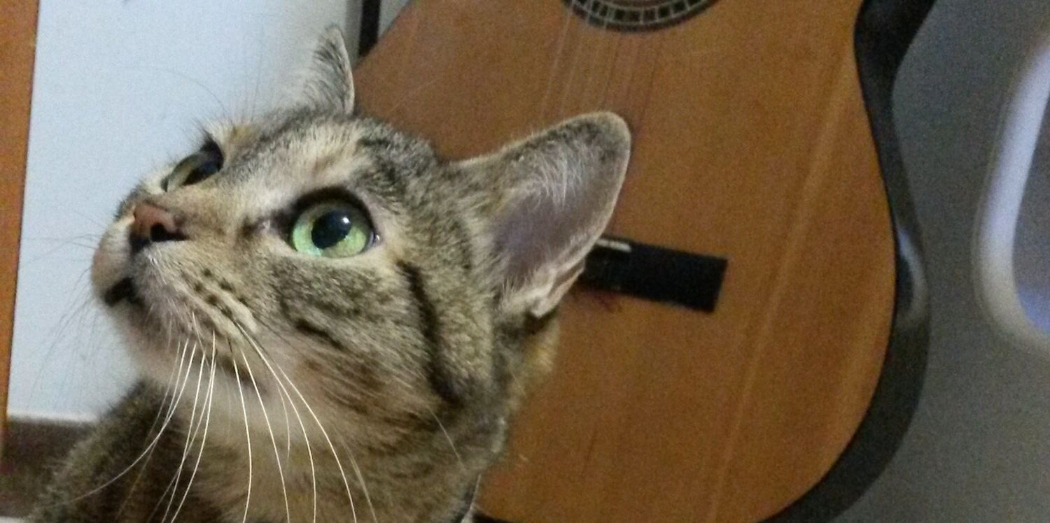Poianevess's profile banner image