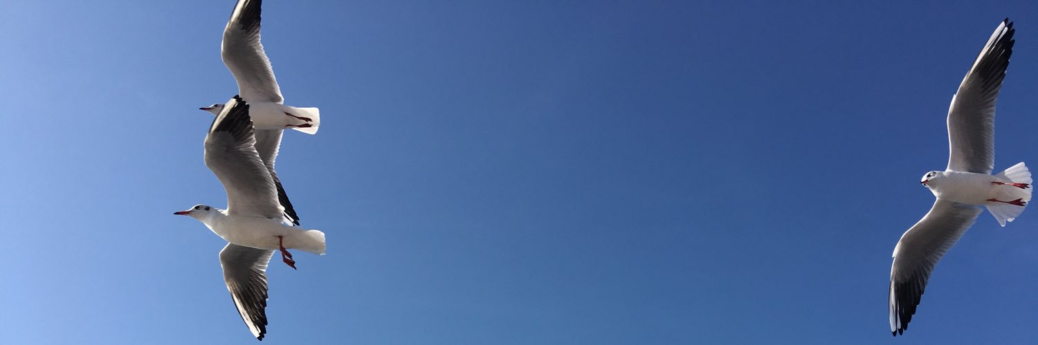lyuksel's profile banner image