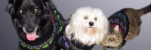 Best Bets For Pets banner