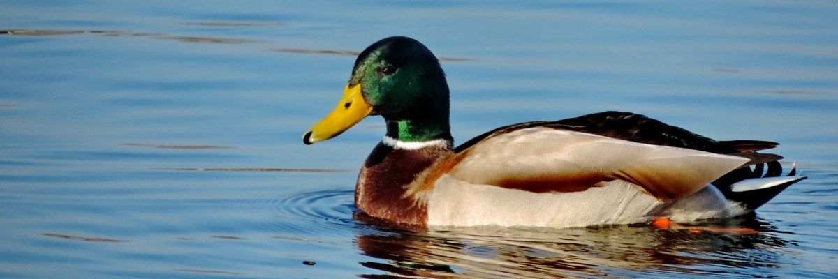 SanPitoPatos's profile banner image