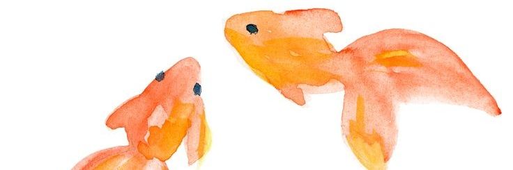쫑붕어 banner