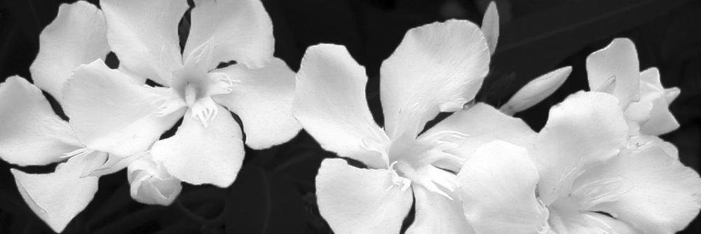 wildarvada's profile banner image