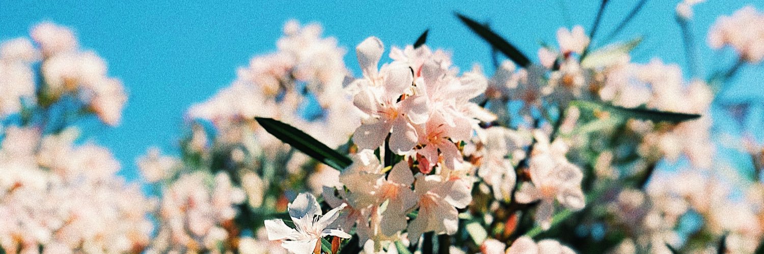 caromcdiamond's profile banner image