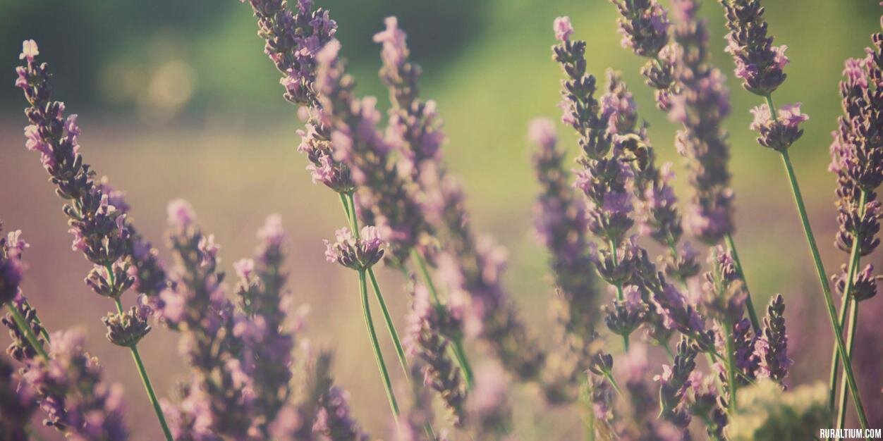 ruraltium's profile banner image