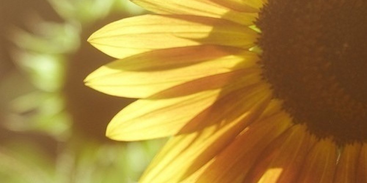 OhAirreeka's profile banner image
