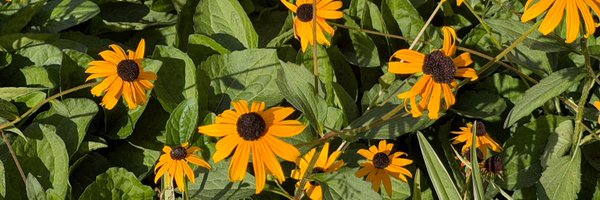 dni3d_ Profile Banner