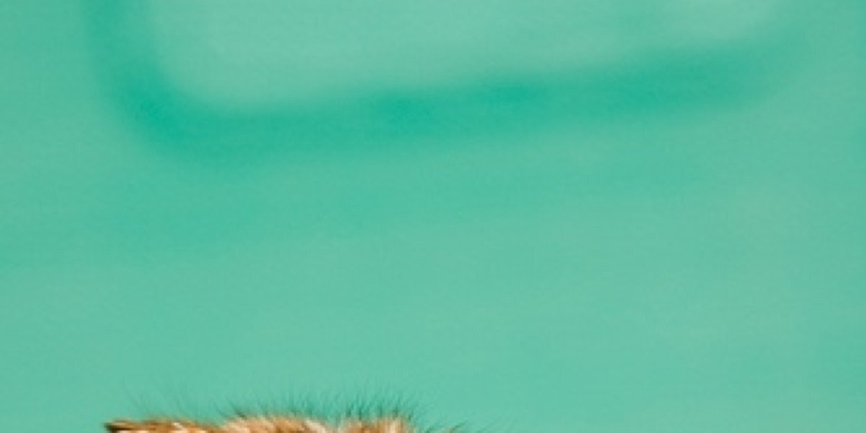CardJessie's profile banner image