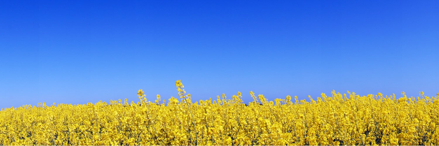 mattholmstrom's profile banner image
