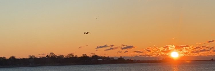 Free Palestine 🇵🇸 banner