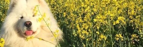 Lukan🌻 banner